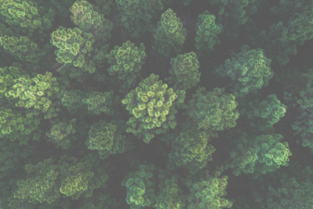 An image of a forest from above.