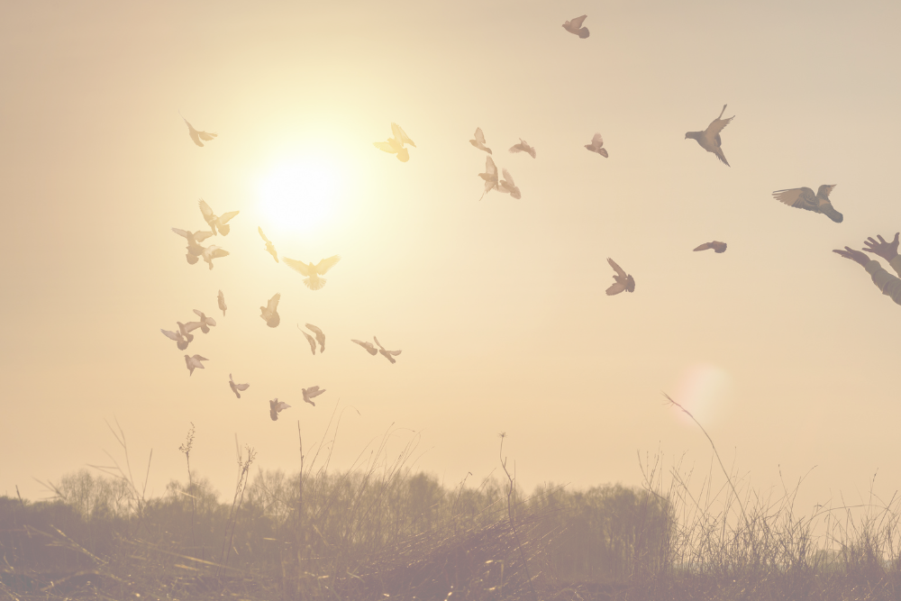 Doves flying in harmony.