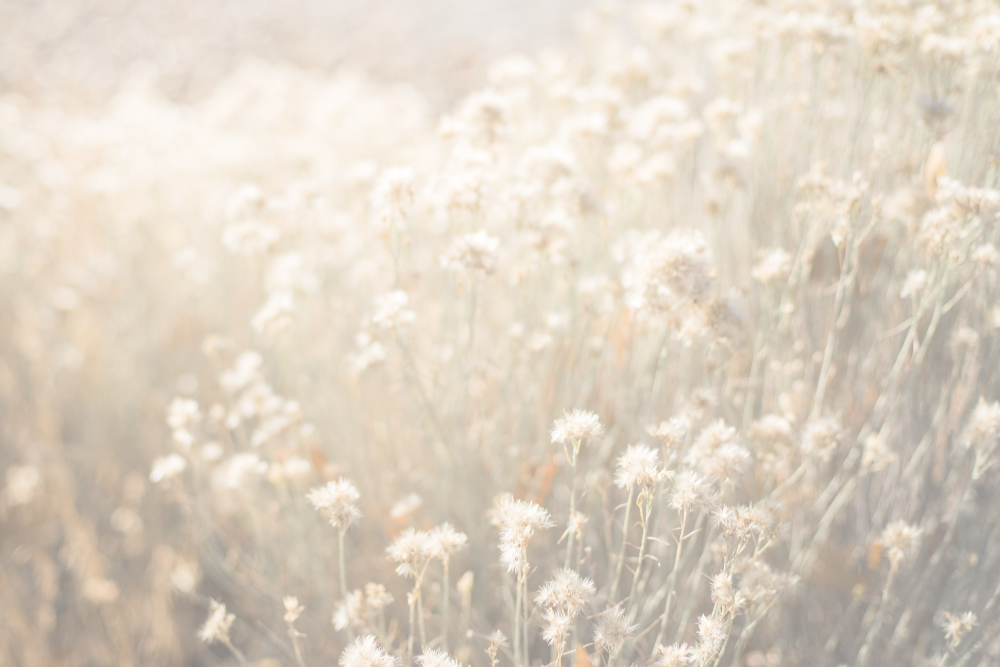 Field of wildflowers.