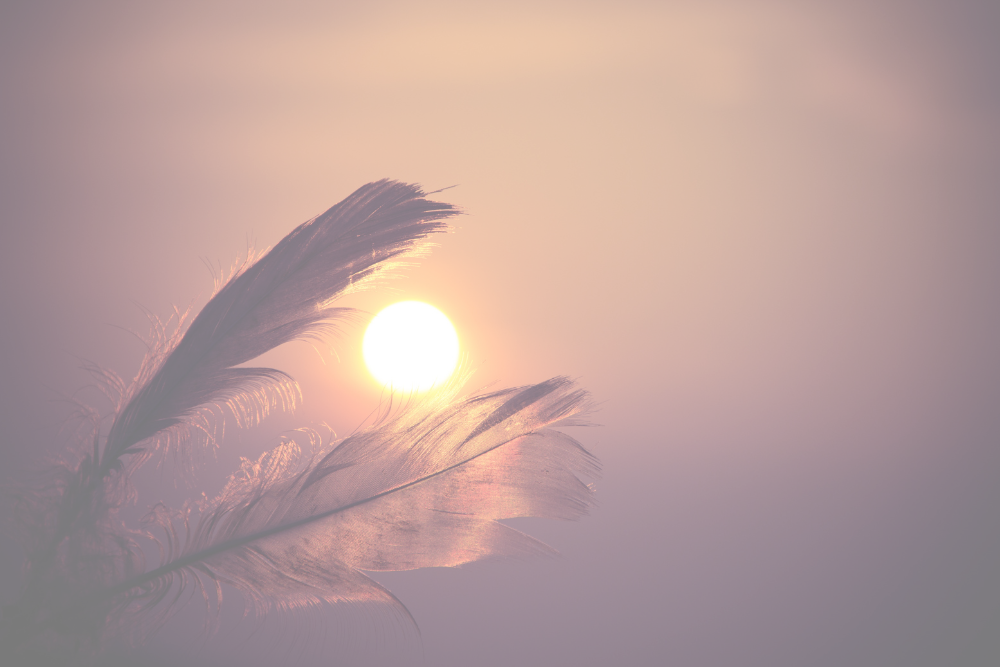 A feather in front of a setting sun.