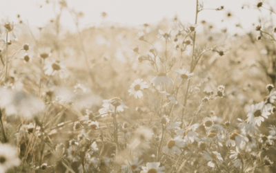 What if my life was an act of reverence?