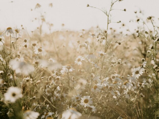 What if my life was an act of reverence?