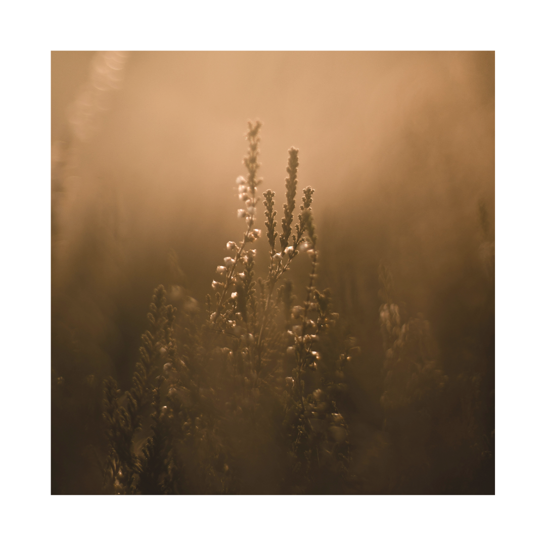 Courses, Retreats, Workshops, Events