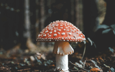 The Sacred Ground Beneath Our Feet
