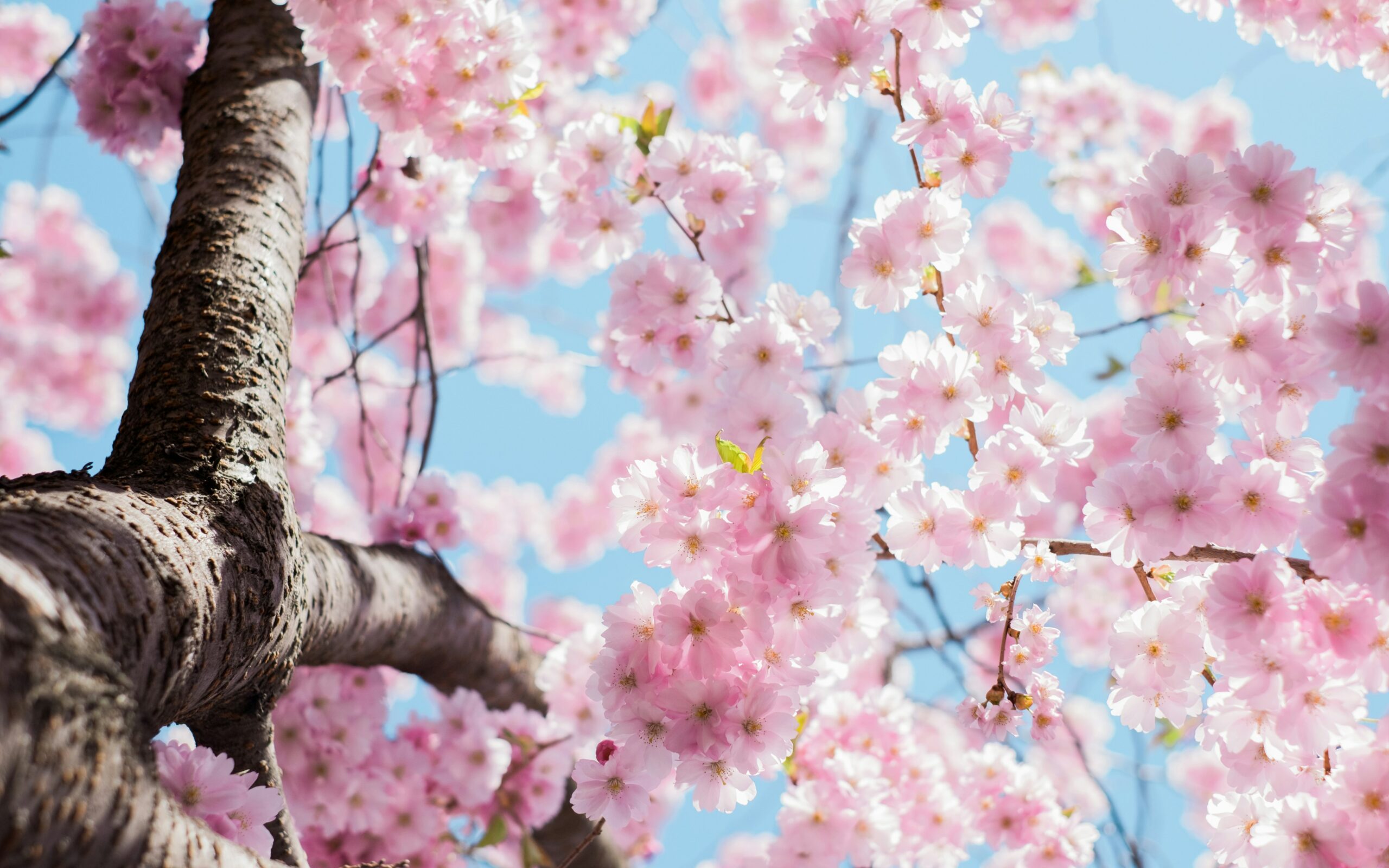 Cherry Tree