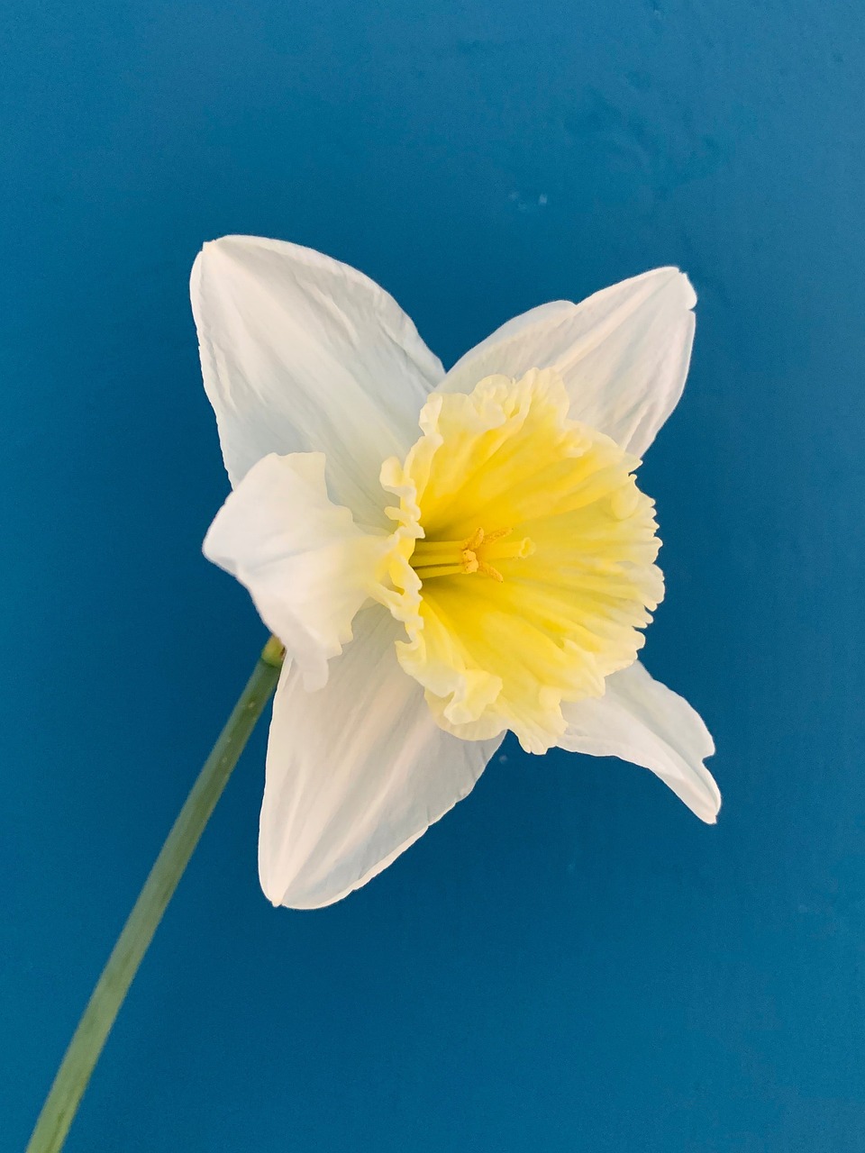 daffodil-4916584_1280