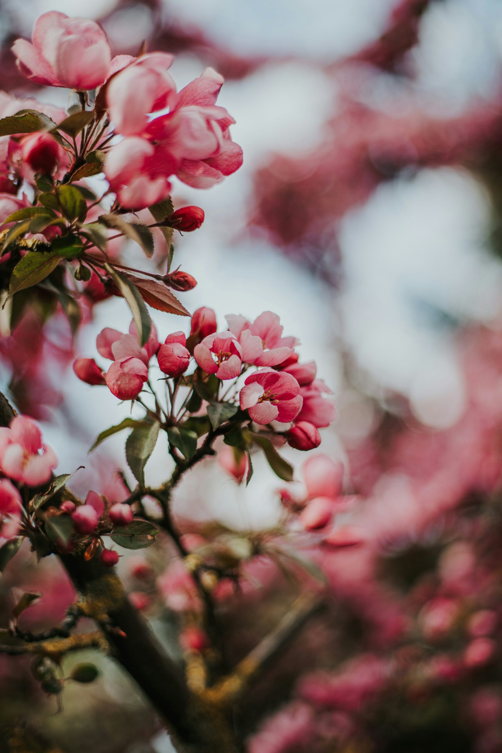 The Cherry Tree Pathway: Class of 2027