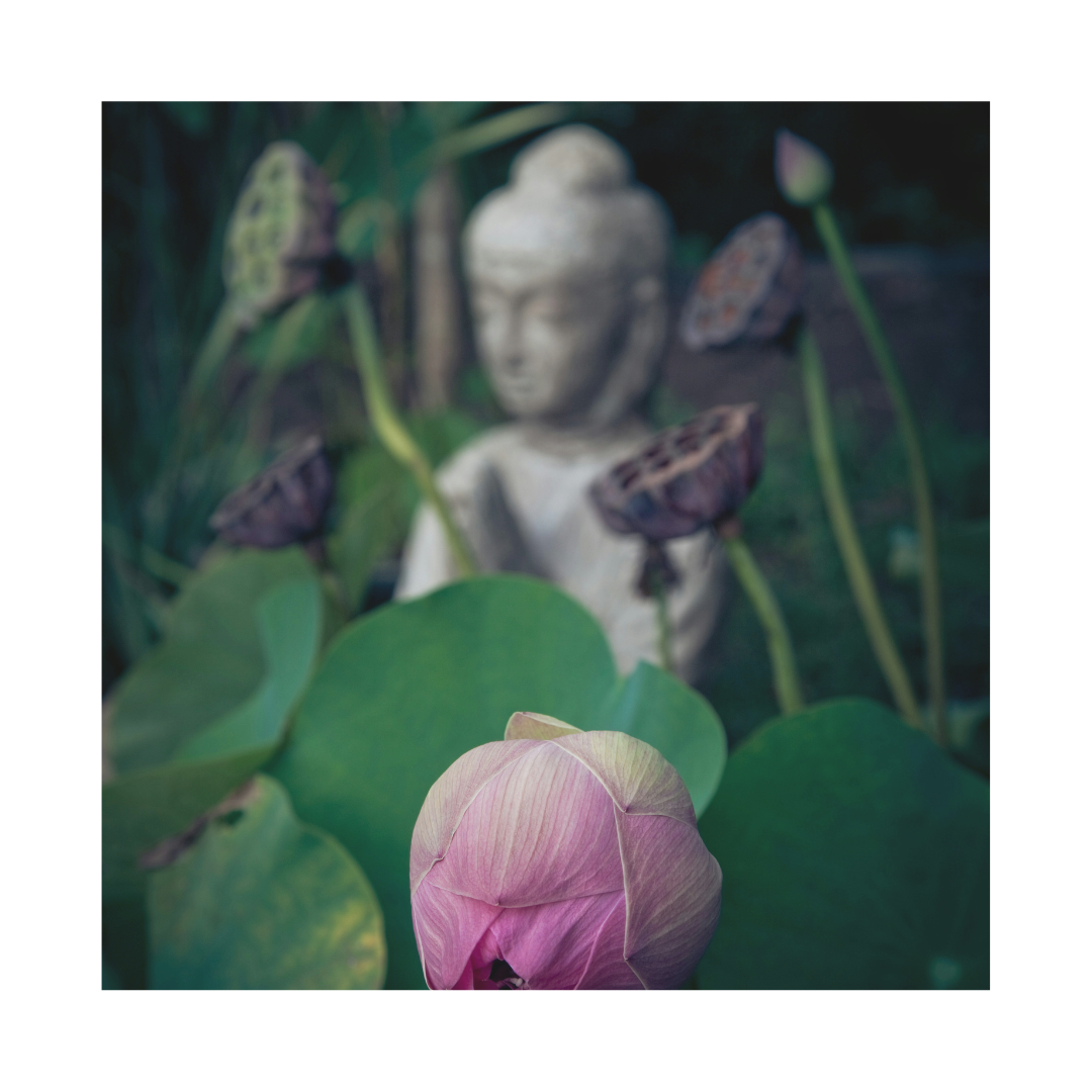 Courses, Retreats, Workshops, Events