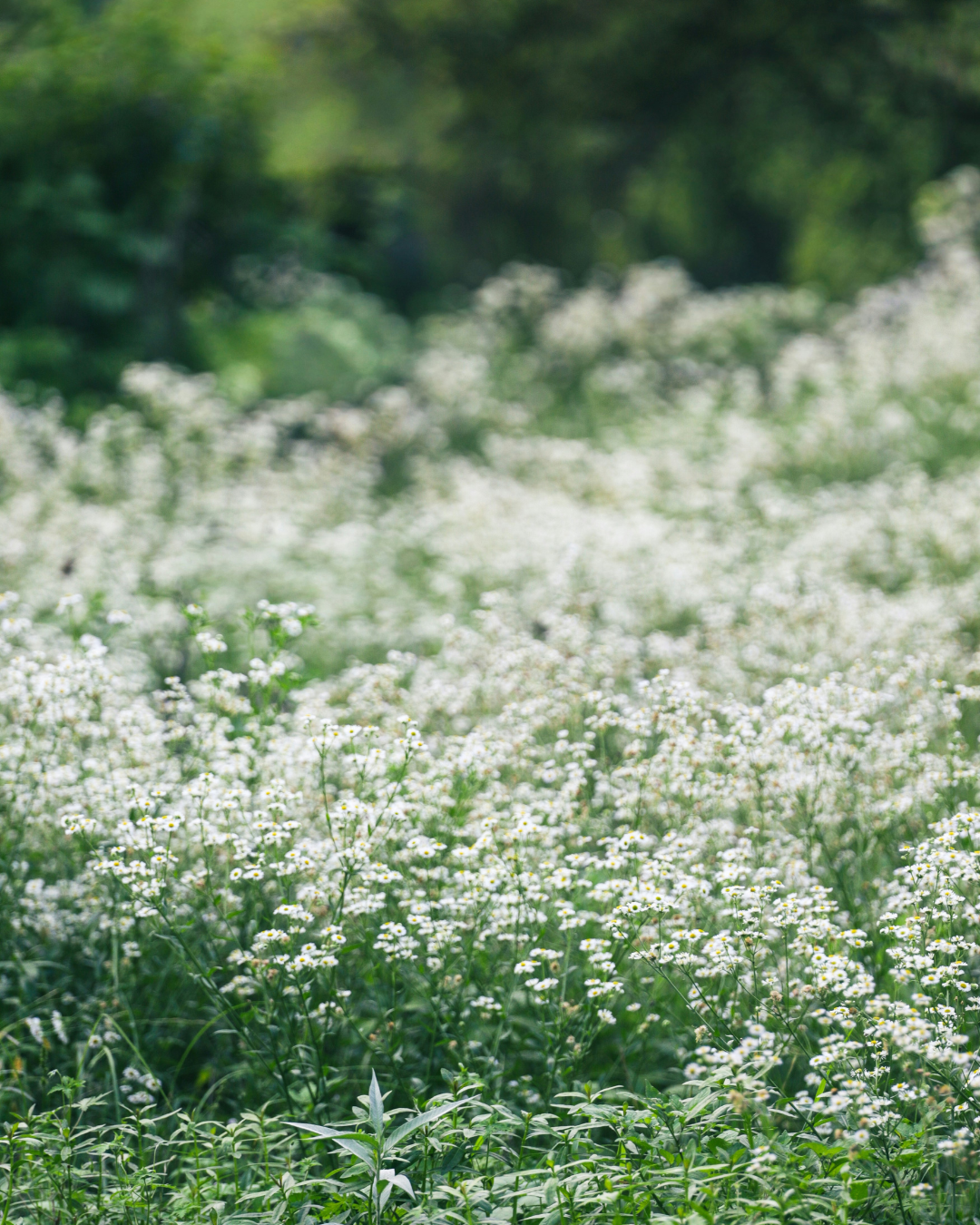 Entrance gate to a Buddhist pagoda, temple at Lady Buddha Temple, Da Nang, Vietnam.