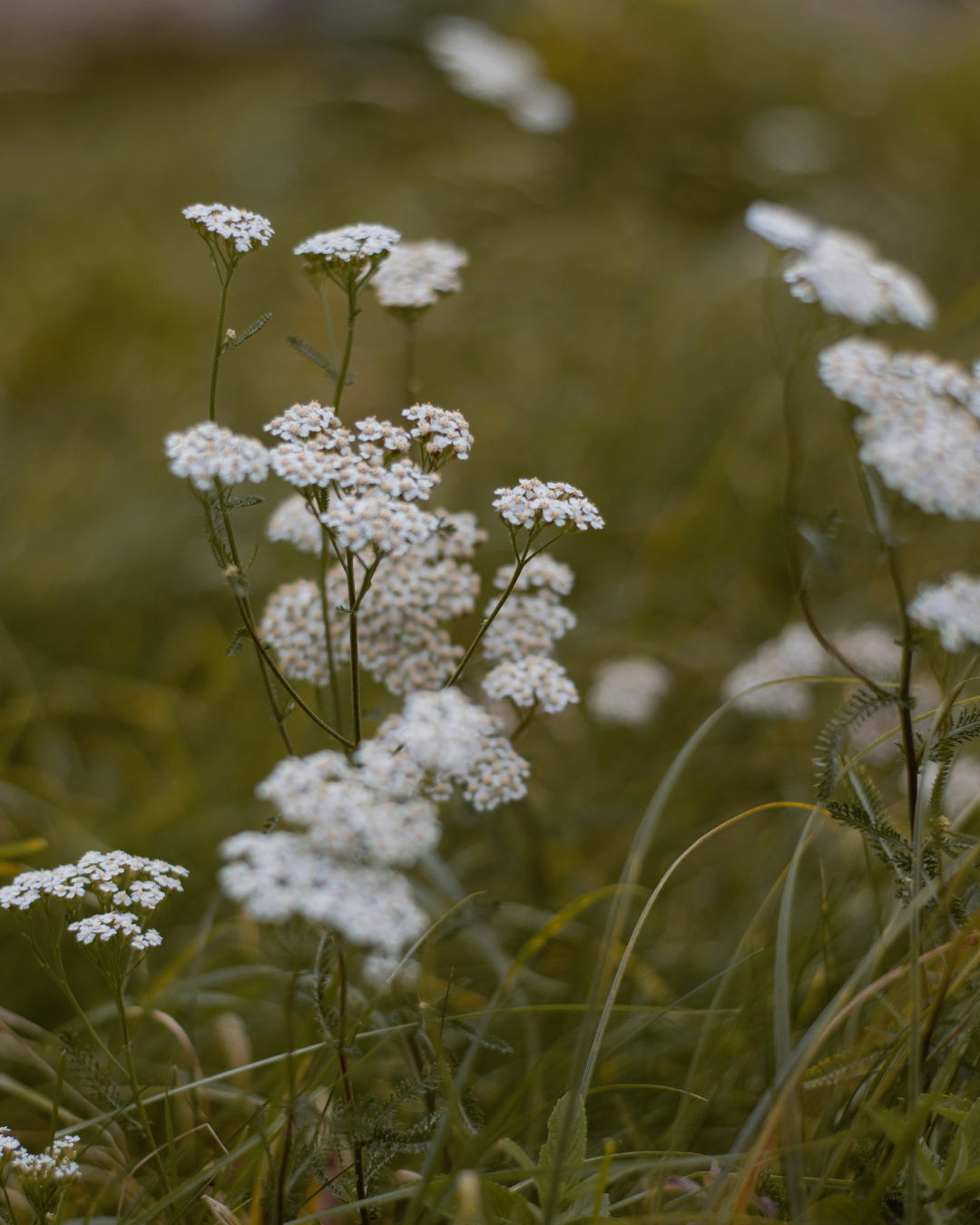 Entrance gate to a Buddhist pagoda, temple at Lady Buddha Temple, Da Nang, Vietnam.
