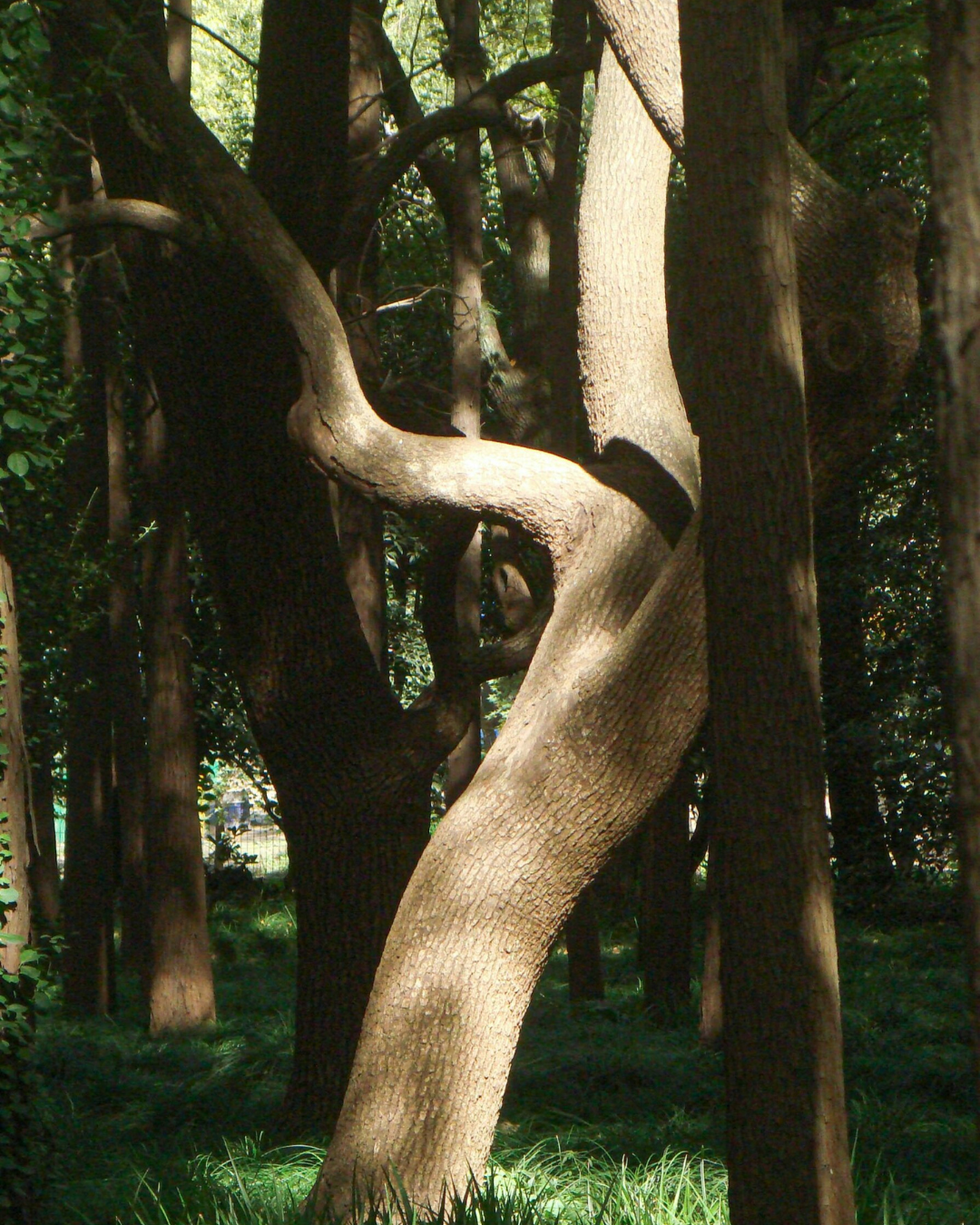 Entrance gate to a Buddhist pagoda, temple at Lady Buddha Temple, Da Nang, Vietnam.