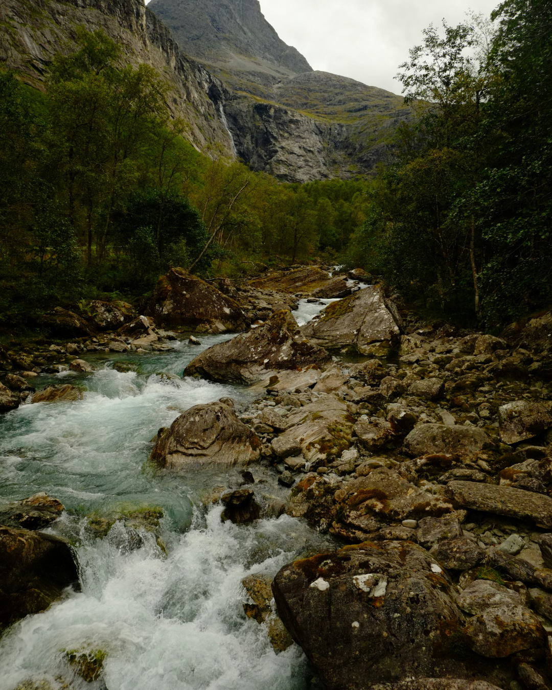 Up close photograph of a cherry tree.